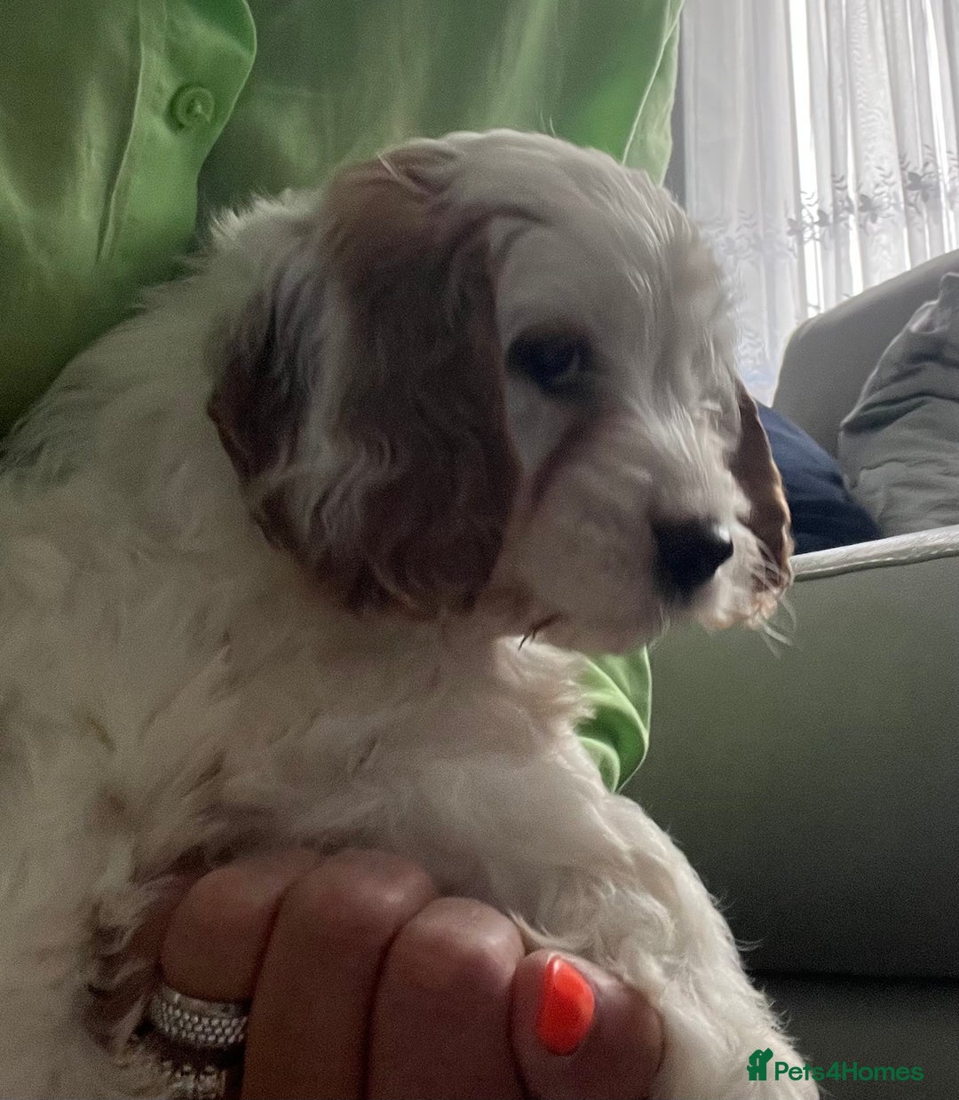 Cavapoo dogs for sale: 🐶🐩 7 HEALTH CLEAR ADORABLE CAVAPOO PUPPIES 🐩🐶  - Image 25