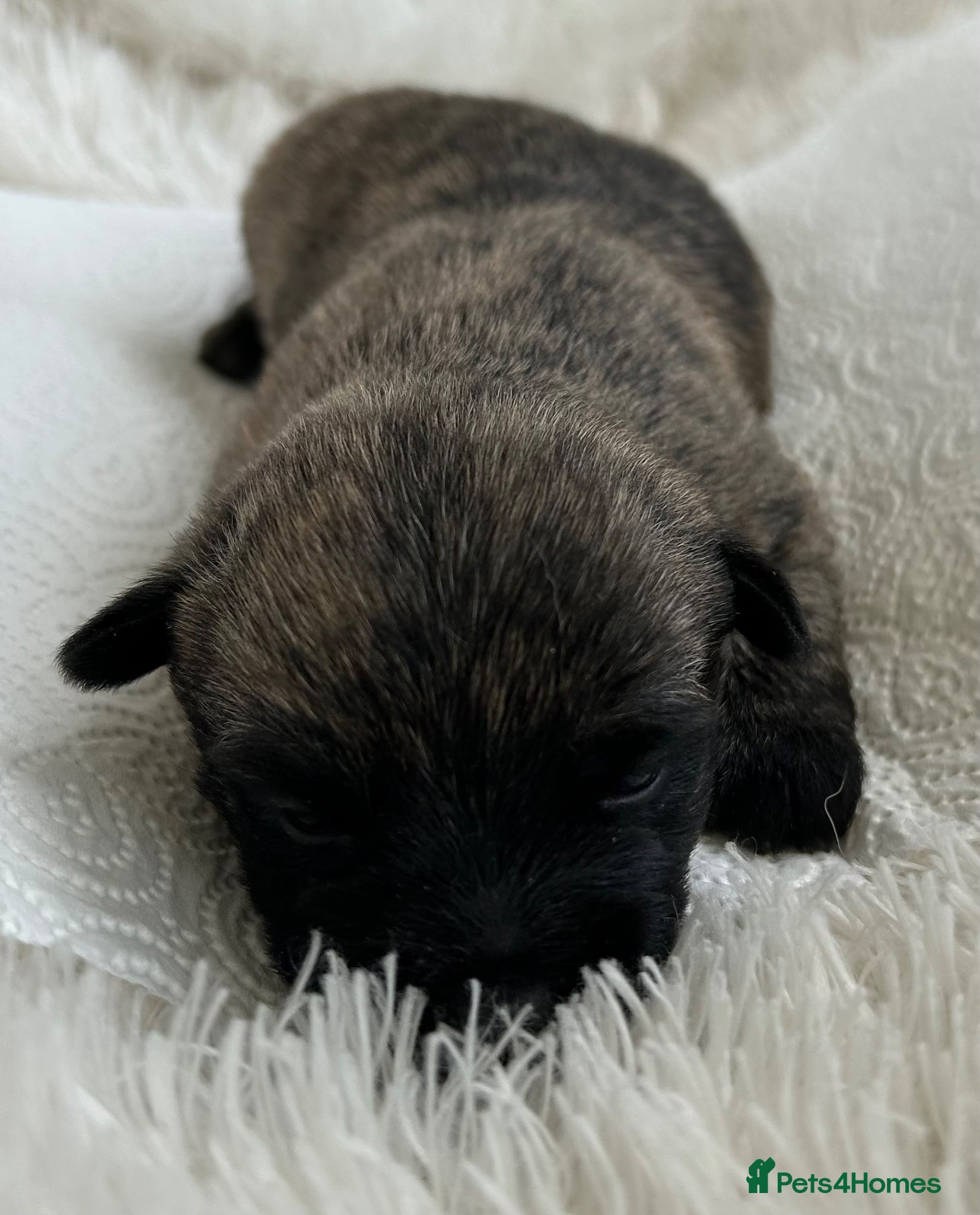 Cairn Terrier dogs GORGEOUS CAIRN TERRIER PUPPYS - Advert 1