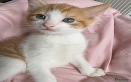 British Shorthair cats for sale: 2 Adorable Kittens  - Image 4