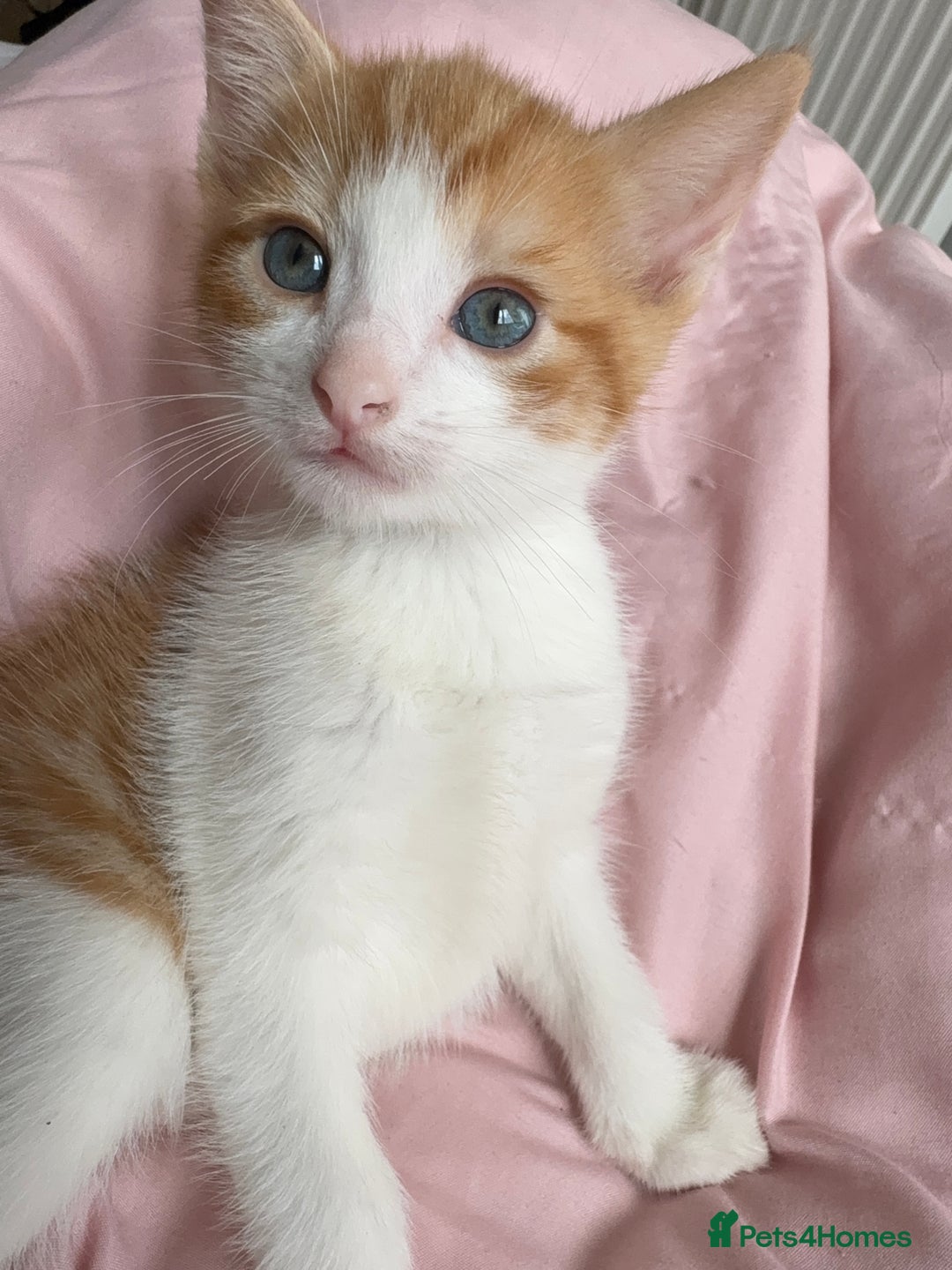 British Shorthair cats for sale: 2 Adorable Kittens  - Image 4