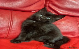 British Shorthair cats for sale: Cute kittens looking for new home. - Image 9