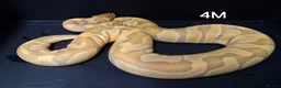 Python Snake reptiles for sale: Royal Pythons Males - Advert 9