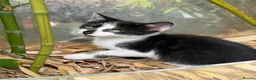Mixed Breed cats for sale: Adorable Kittens Ready for new Homes  - Advert 3