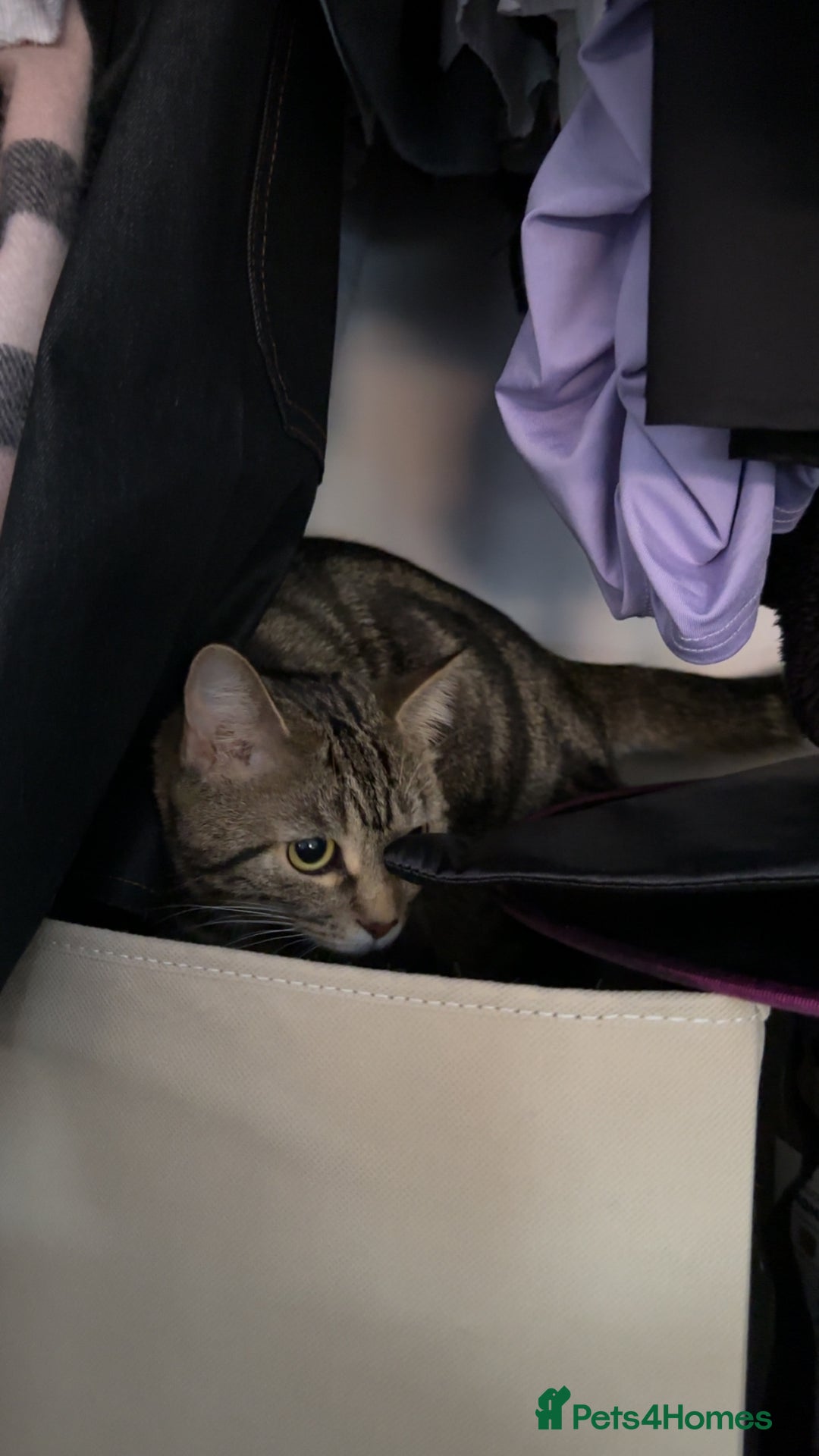 Mixed Breed cats for sale: FREE beautiful tabby urgently needs rehoming - Advert 9