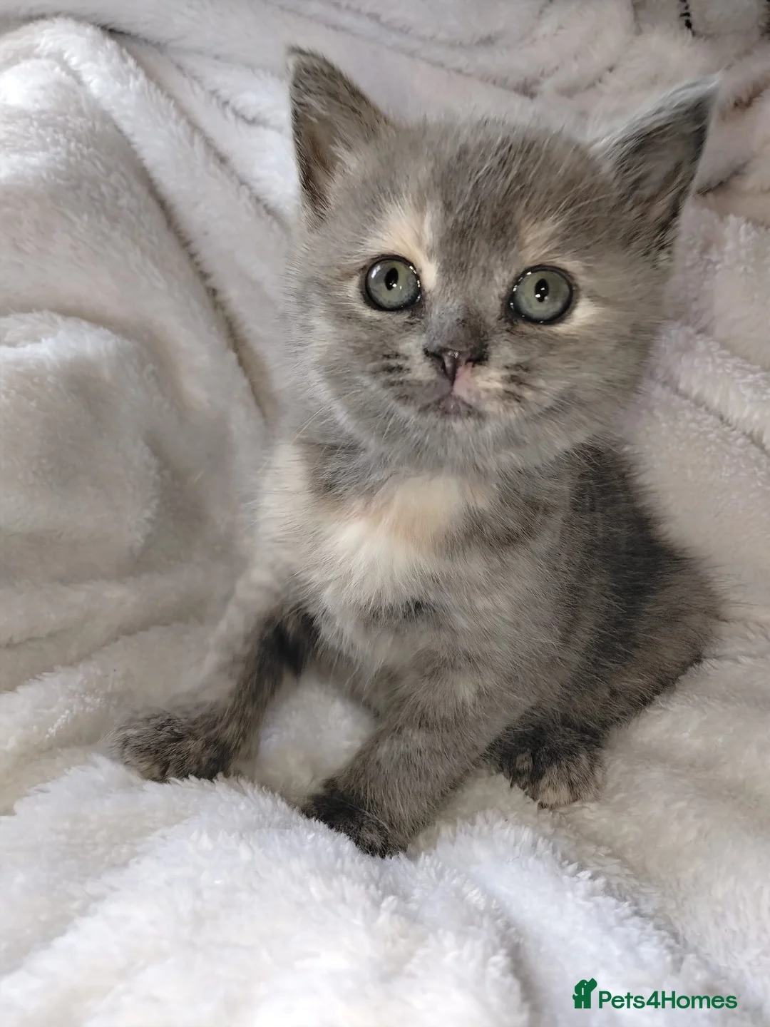 Persian cats for sale: Persian x British blue kittens in Armagh - Advert 2