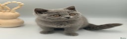 British Shorthair cats for sale: PEDIGREE REGISTERED CHUNKY BRITISH SHORTHAIRS  - Advert 3