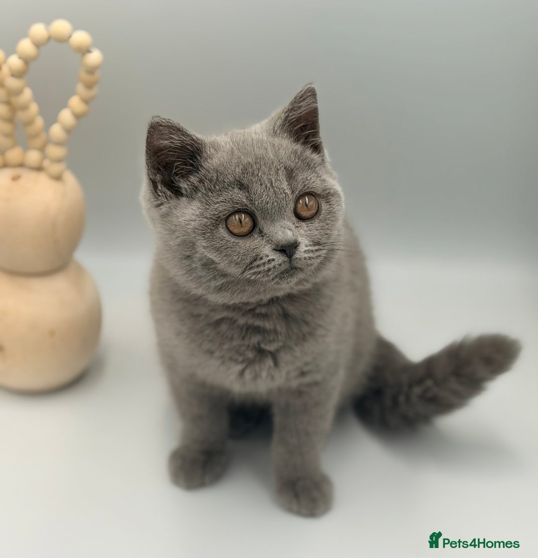 British Shorthair cats for sale: PEDIGREE REGISTERED CHUNKY BRITISH SHORTHAIRS  - Advert 3