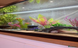 Axolotl reptiles for sale: Axolotl  - Image 5