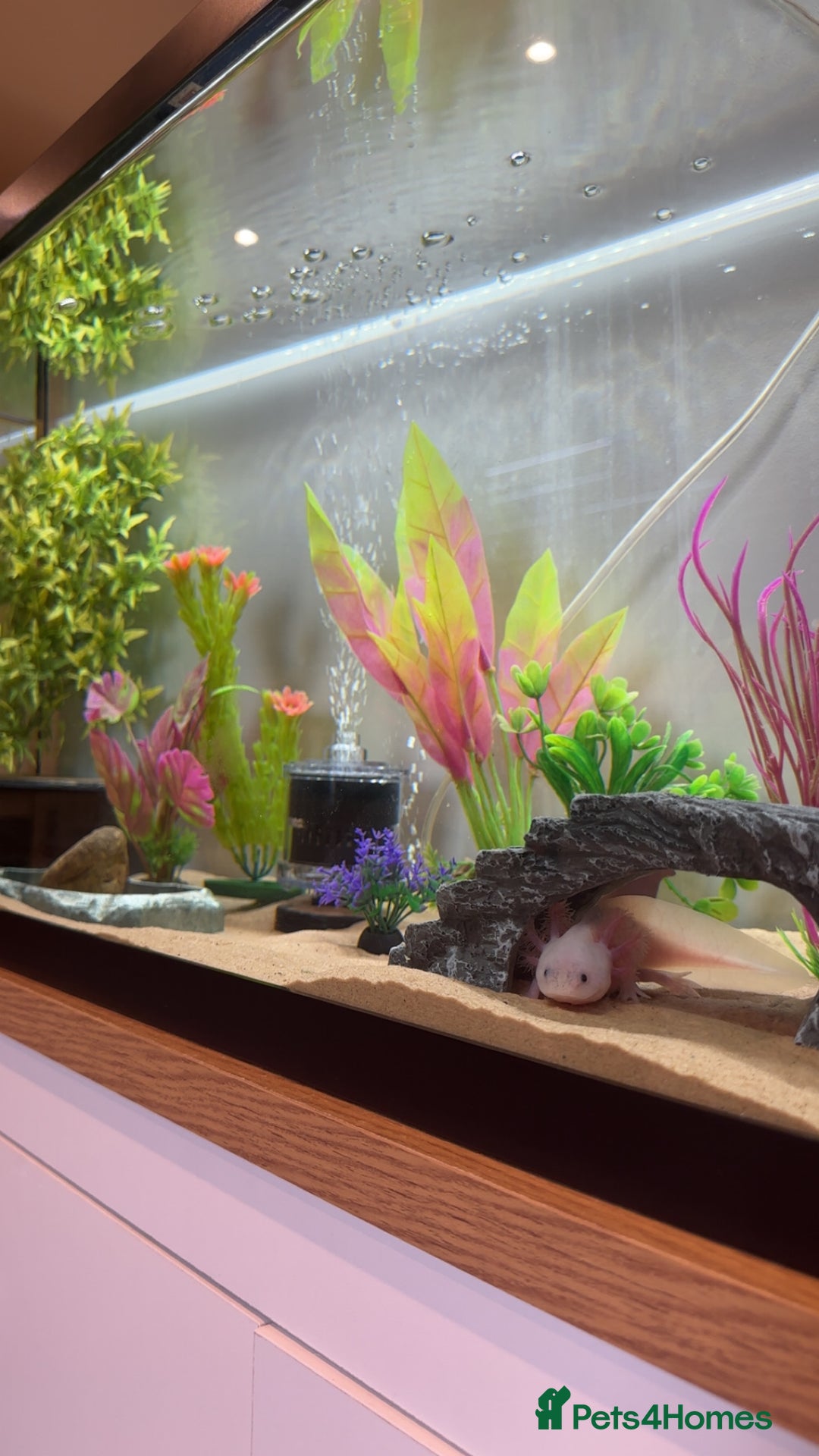 Axolotl reptiles for sale: Axolotl  - Image 5
