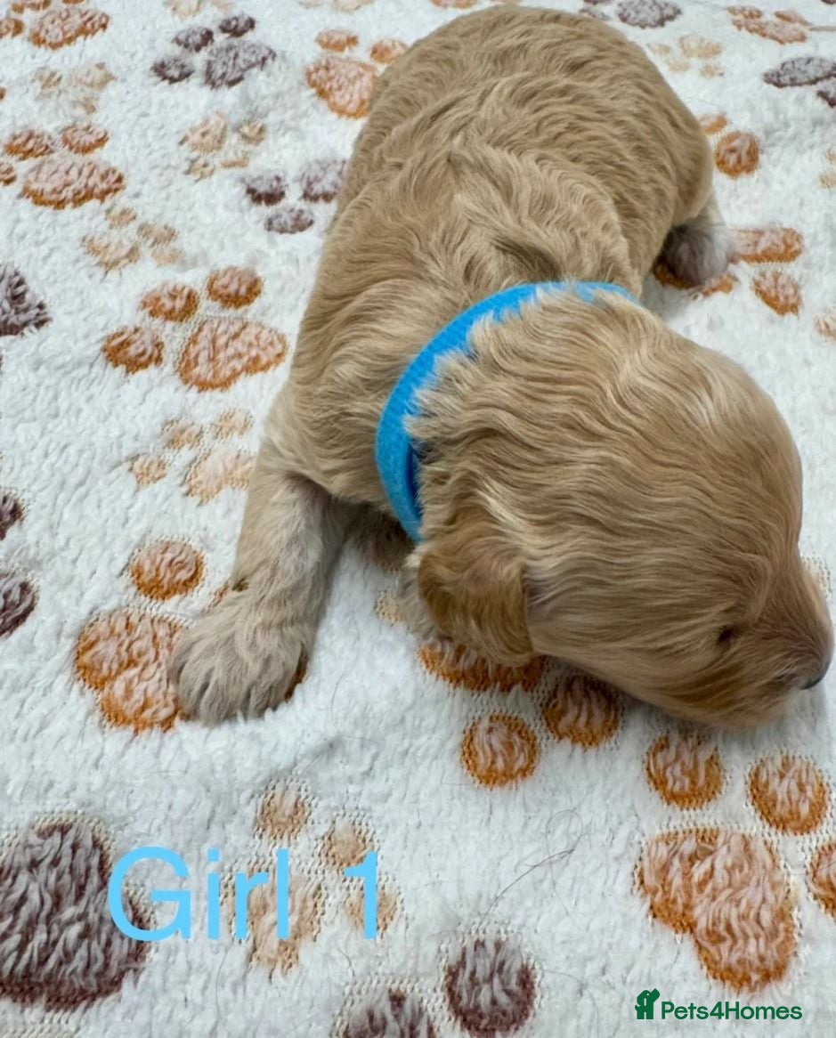 Cavapoo dogs Beautiful Cavapoo Puppies - Advert 4