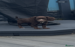 Cocker Spaniel dogs for sale: KC Working Cocker Spaniels available now - Image 8