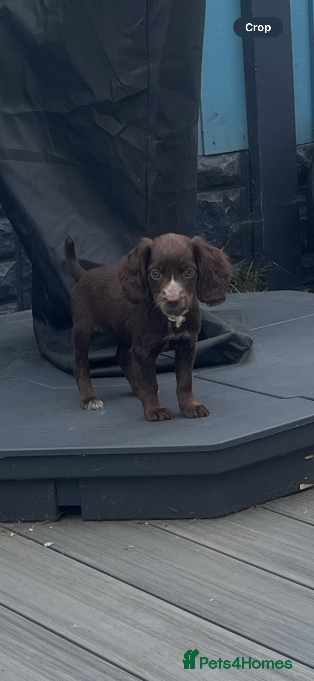 Cocker Spaniel dogs for sale: KC Working Cocker Spaniels available now - Image 8