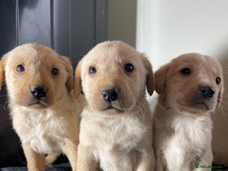 Labrador Retriever dogs Stunning chunky Labrador pups - Advert 1
