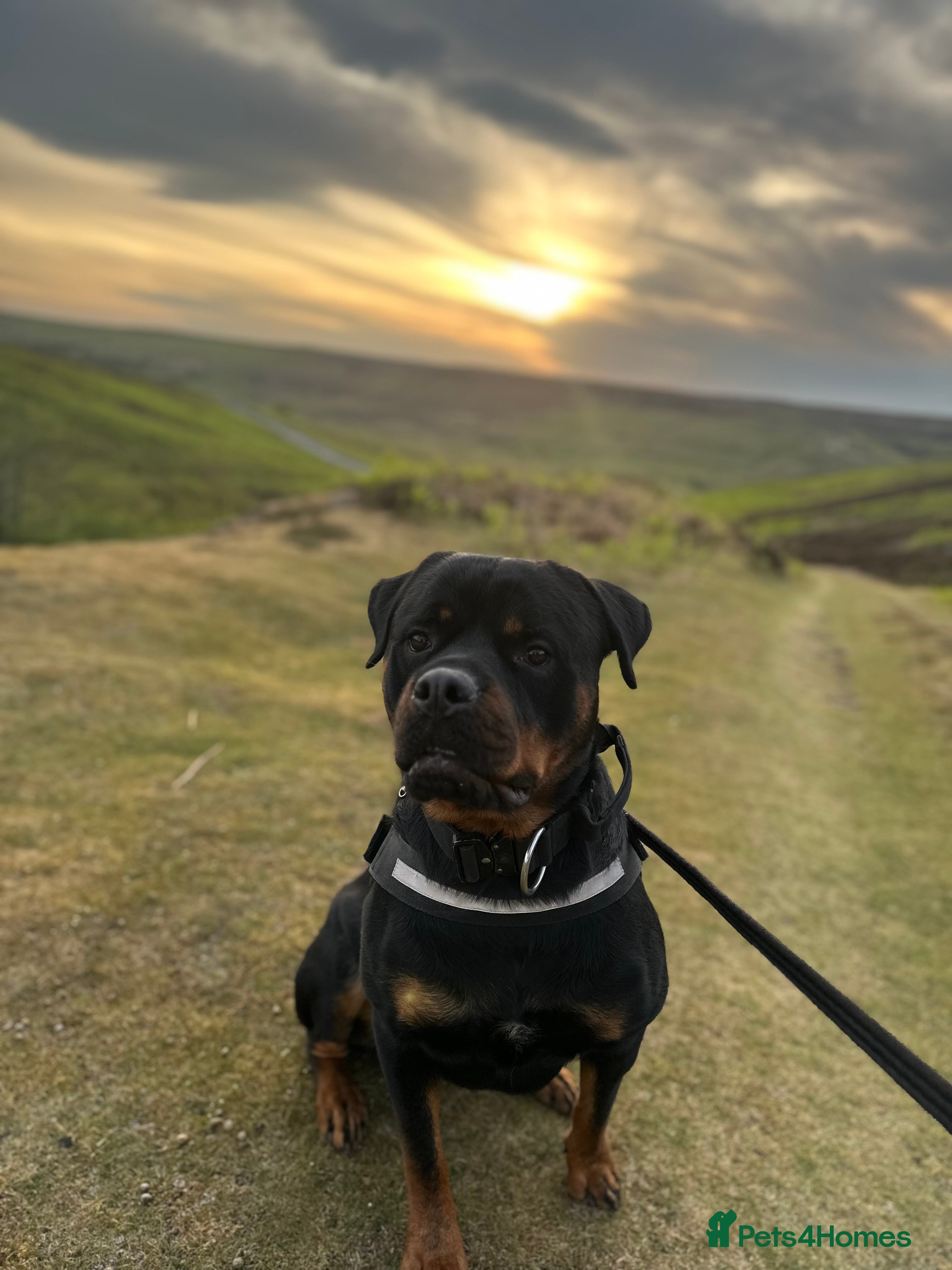 Rottweiler dogs Diesel - Advert 5