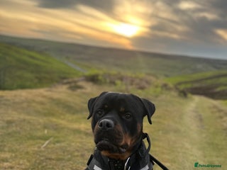 Rottweiler dogs Diesel - Advert 5