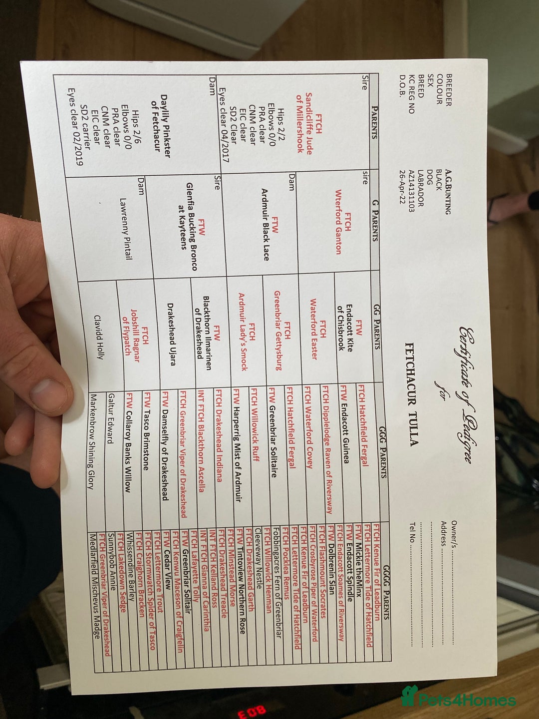 Labrador Retriever dogs for stud: PROVEN 5 GENERATION FTC KC BLACK LABRADOR in Thetford - Image 3