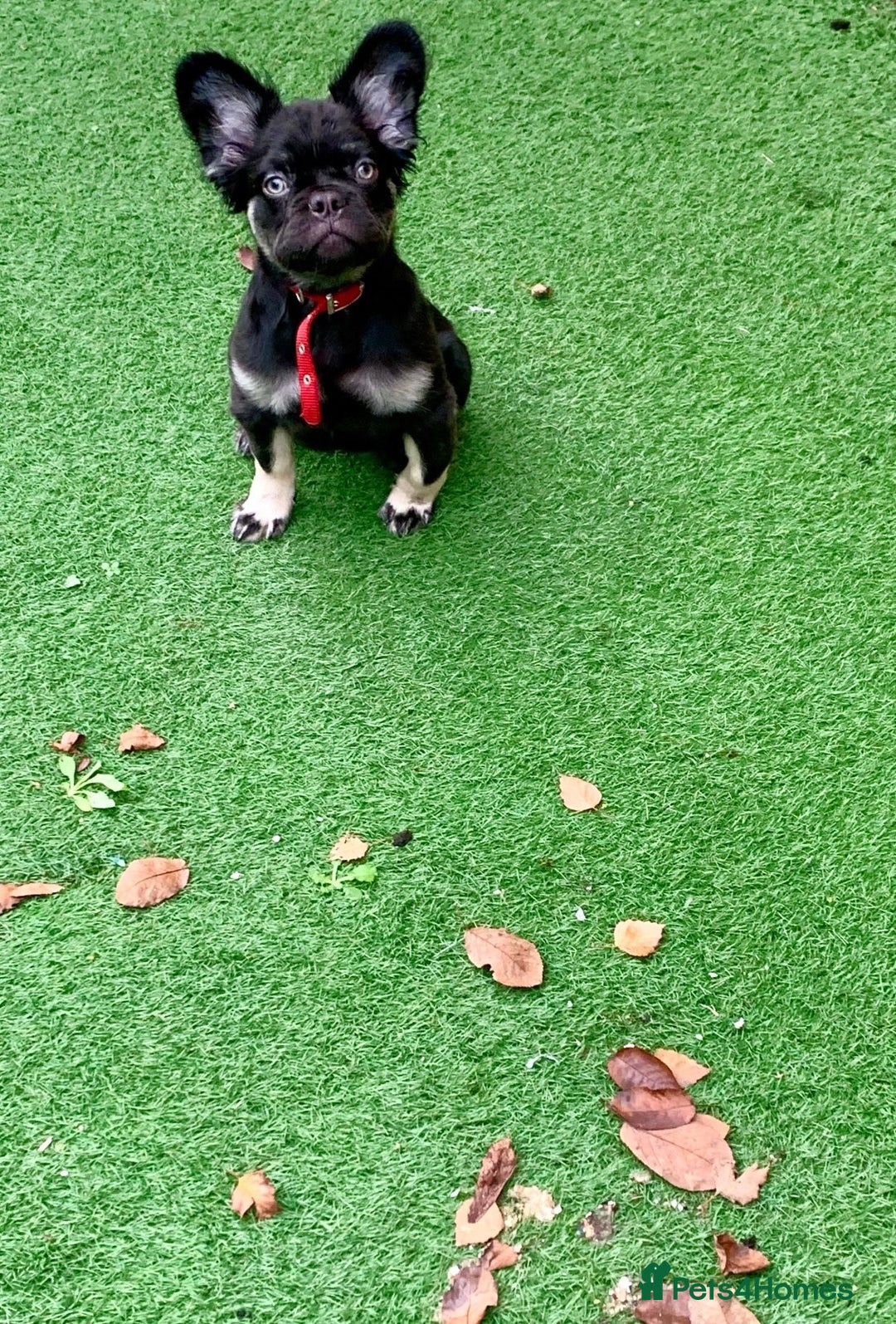 French Bulldog dogs for sale: Visual fluffy frenchie chocolate boy  - Advert 3