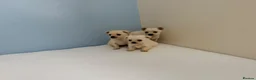 Chihuahua dogs for sale: Chihuahua puppies  in Glasgow - Advert 5