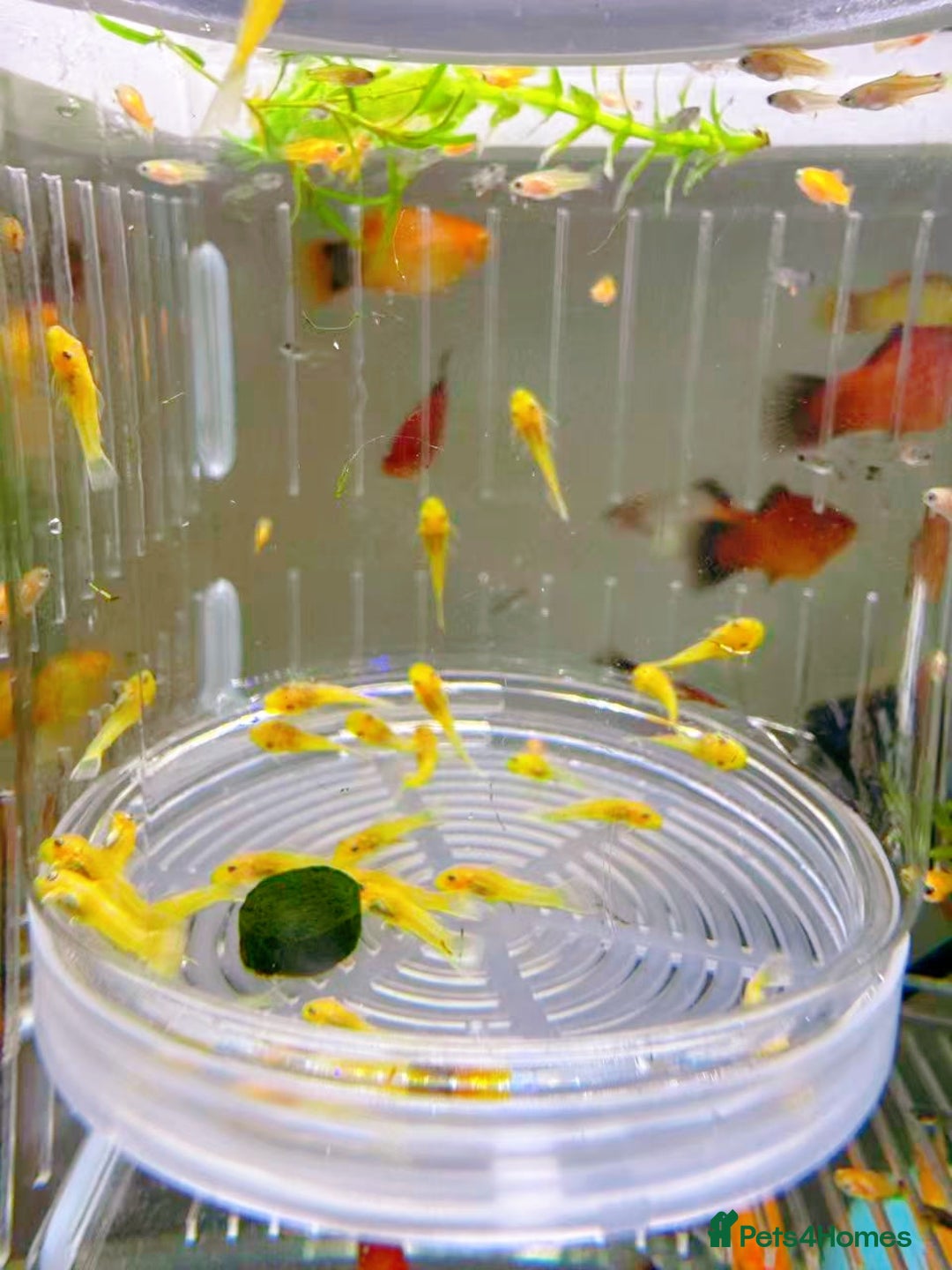 Plecos fish for sale: Bristlenose Pleco Golden&Snowflake – Various Sizes - Advert 11