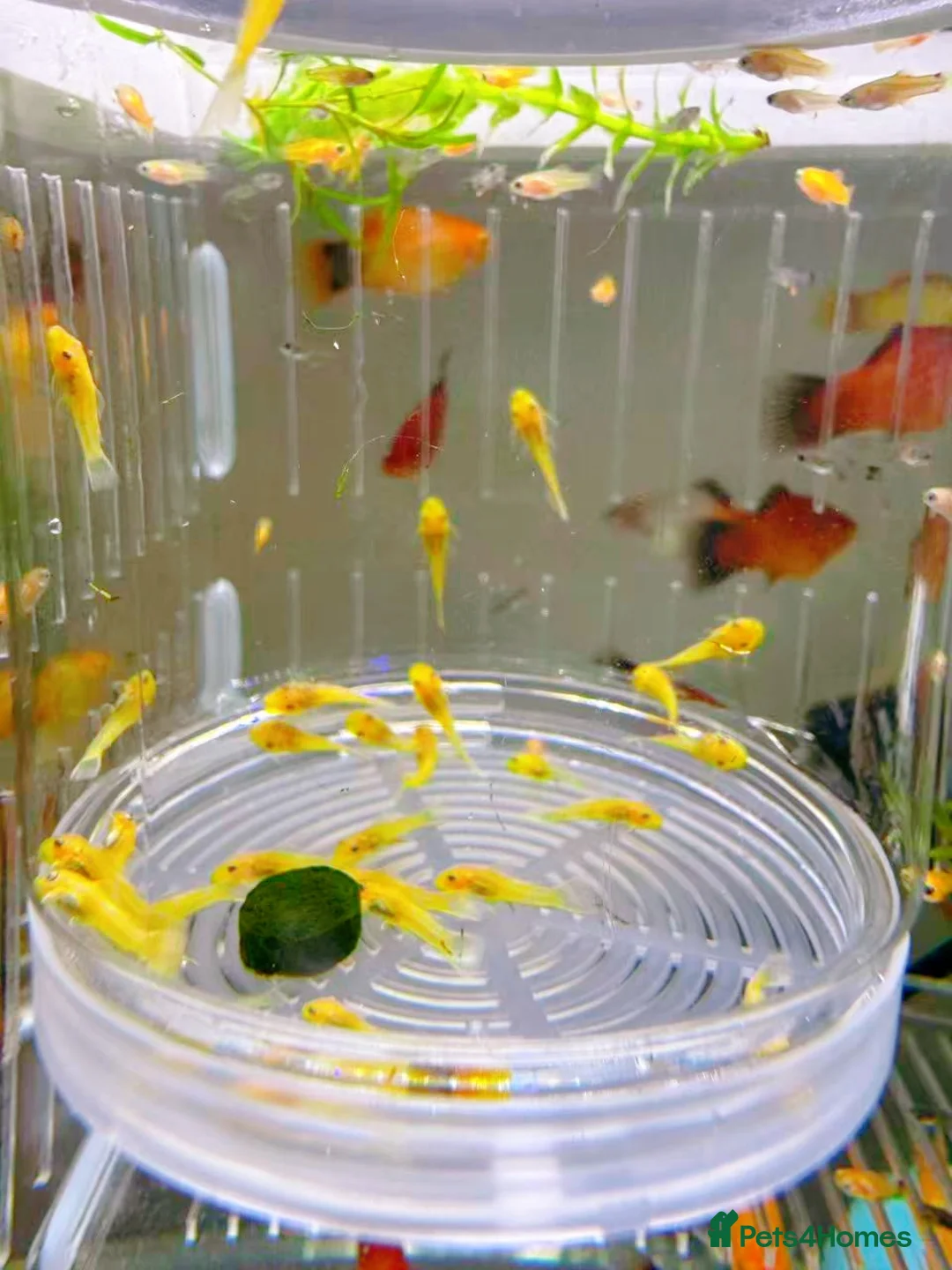 Plecos fish for sale: Bristlenose Pleco Golden&Snowflake – Various Sizes - Advert 19