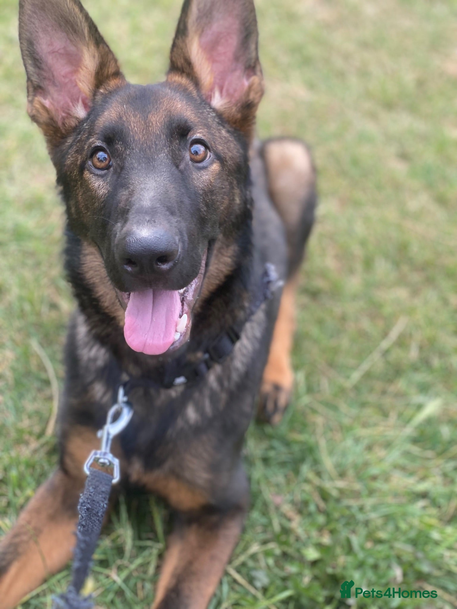 German Shepherd dogs WORKING LINE CZECH GERMAN SHEPHERD FOR SALE - Advert 10
