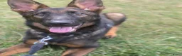 German Shepherd dogs for sale: WORKING LINE CZECH GERMAN SHEPHERD FOR SALE - Advert 1