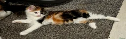 Mixed Breed cats for sale: 3 Beautiful Fluffy Kittens Looking for Homes - Advert 10