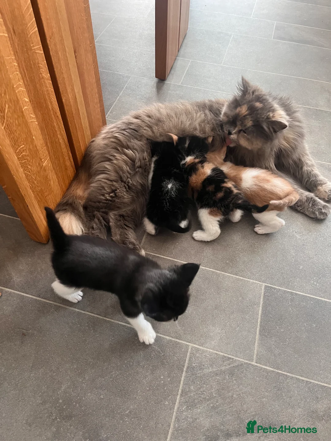 Himalayan cats for sale: Himalayan cross - Advert 18