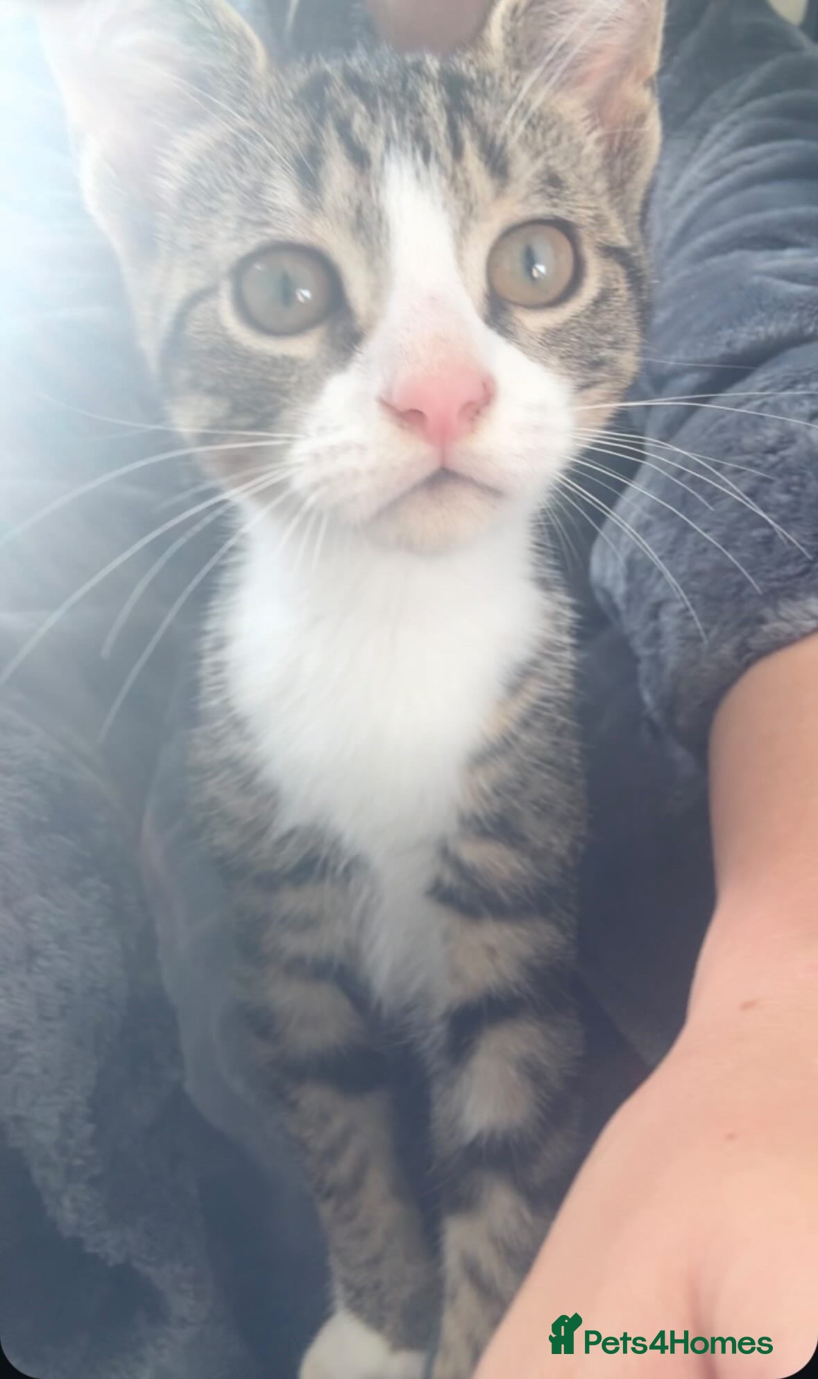 Mixed Breed cats Beautiful, playful kitten- ready for new home  - Advert 10