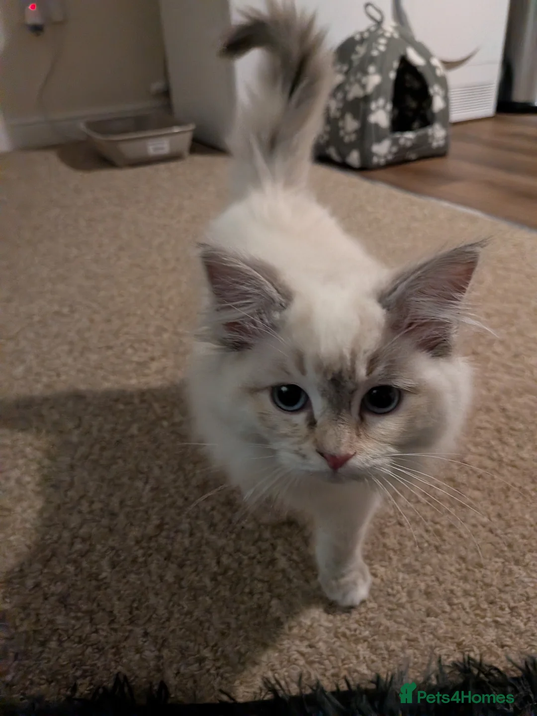 Ragdoll cats for sale: Ragdoll kitten for sale - Advert 5