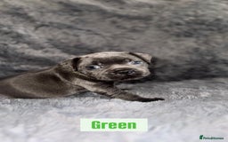 Staffordshire Bull Terrier dogs for sale: Kc reg king fury pups. Kassius grand pups.  - Image 5