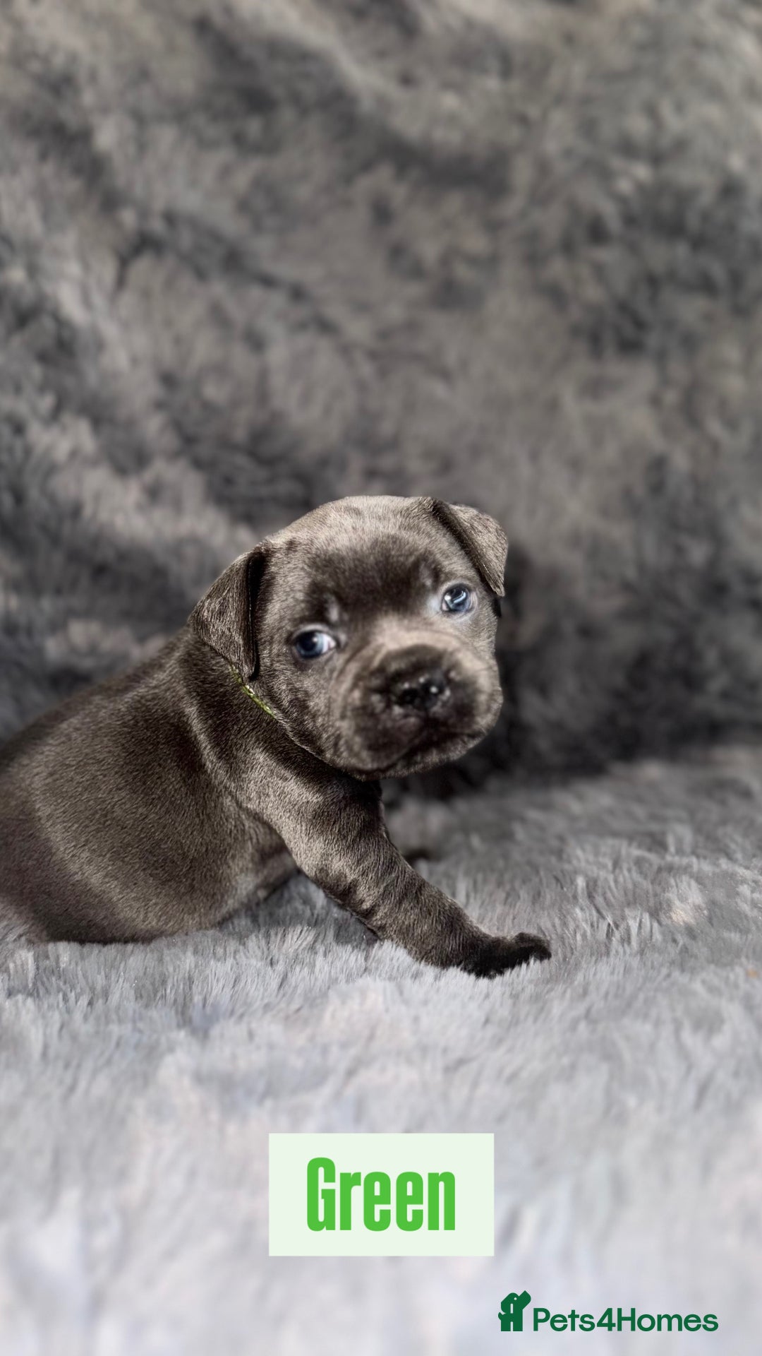 Staffordshire Bull Terrier dogs for sale: Kc reg king fury pups. Kassius grand pups.  - Image 5
