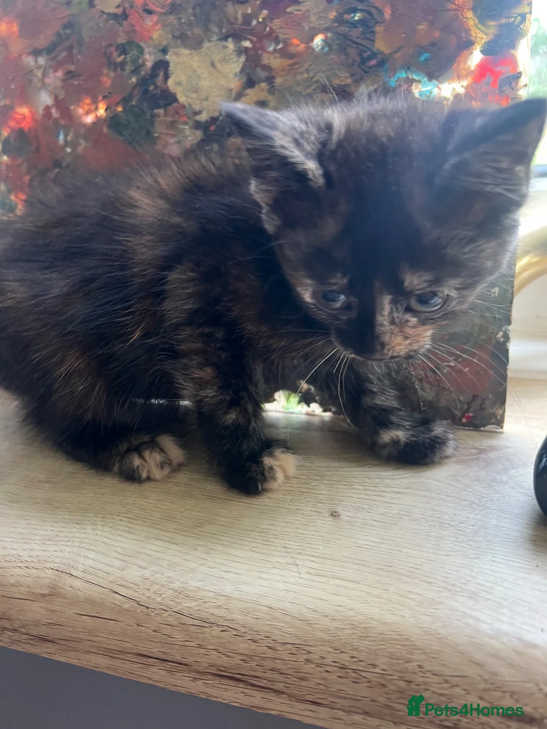 Mixed Breed cats for sale: 4 beautiful well socialised kittens  - Advert 2