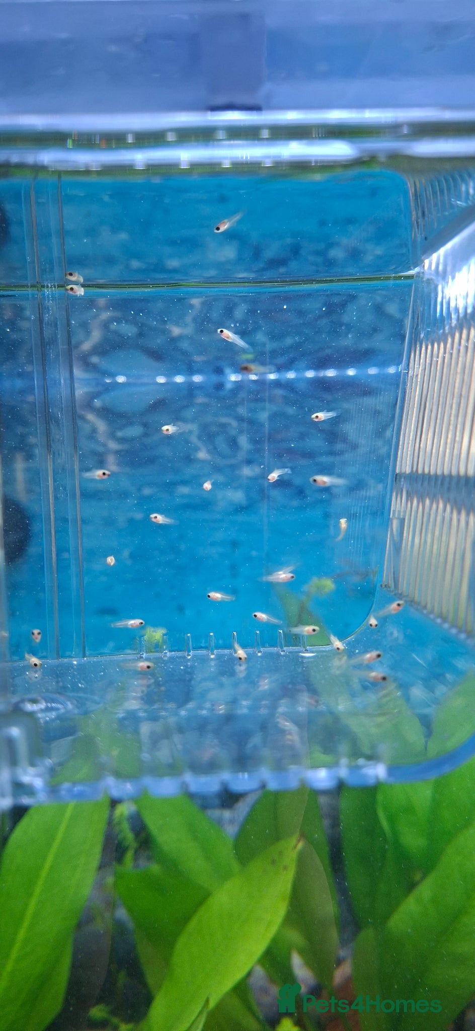 Platies fish White/clear platty fish  - Advert 1