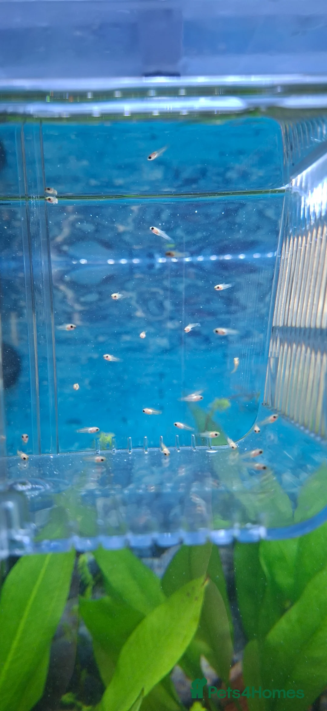 Platies fish for sale: White/clear platty fish  in Bilston - Advert 1
