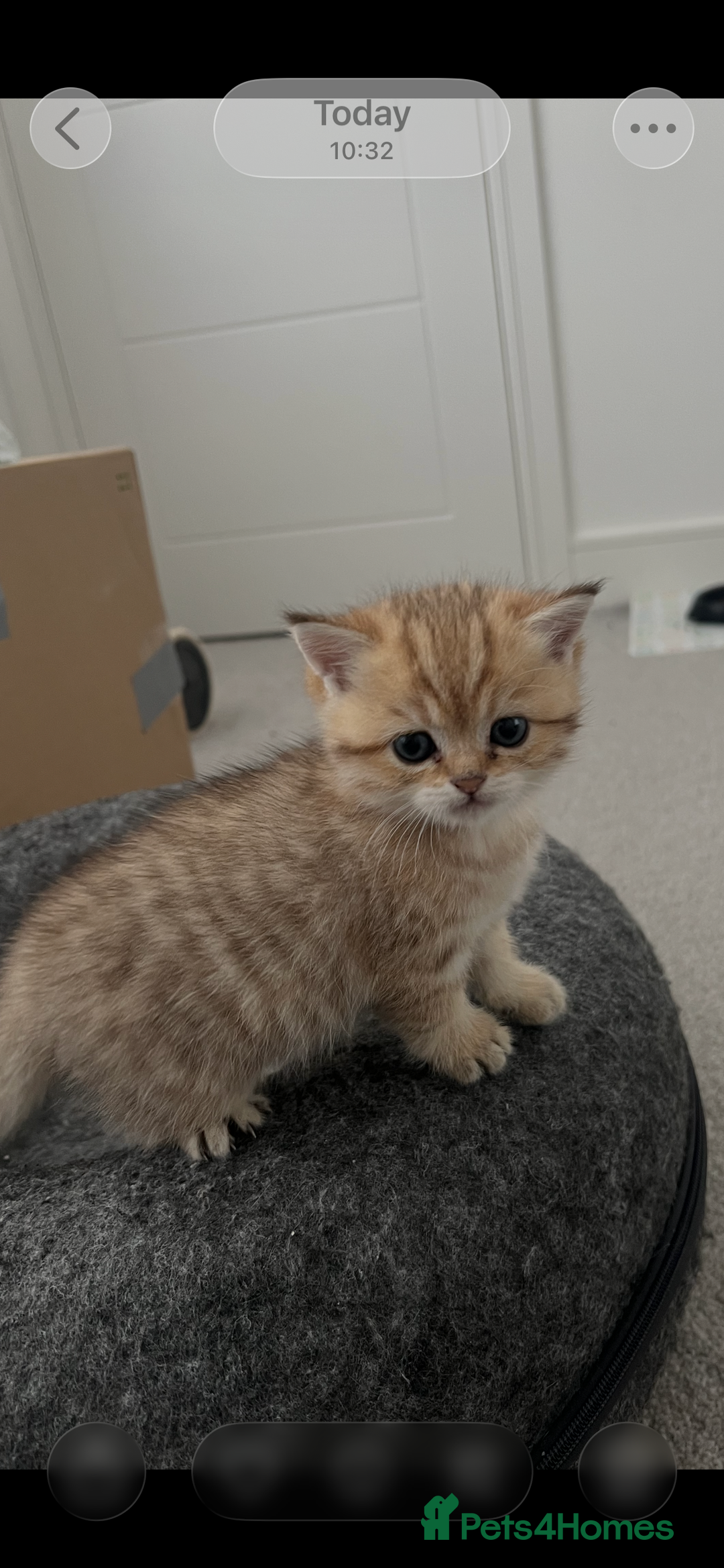 British Shorthair cats for sale: Two golden British Shorthair females - Advert 7