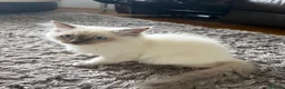 Ragdoll cats for sale: GCCF Registered Pedigree Ragdoll Kittens in Bristol - Advert 3