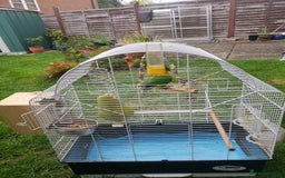 Lovebirds birds for sale: Pair of lovebirds(+ cage) - Image 1