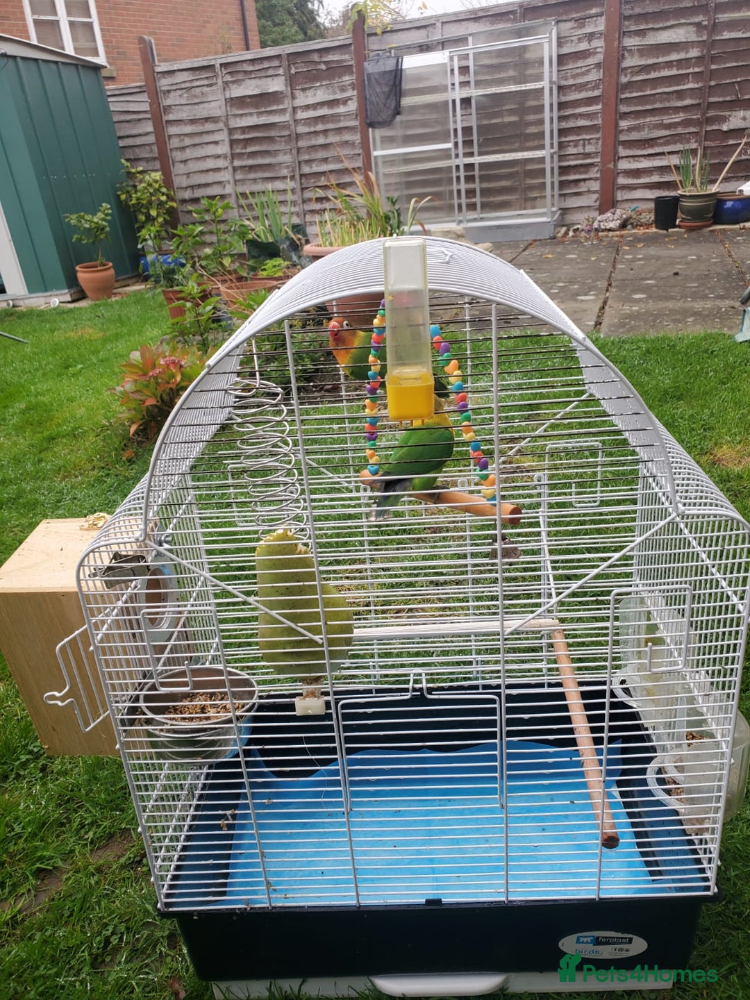 Lovebirds birds for sale: Pair of lovebirds(+ cage) - Image 1