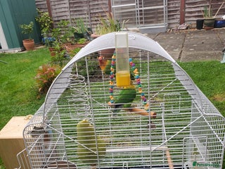 Lovebirds birds - Advert 4