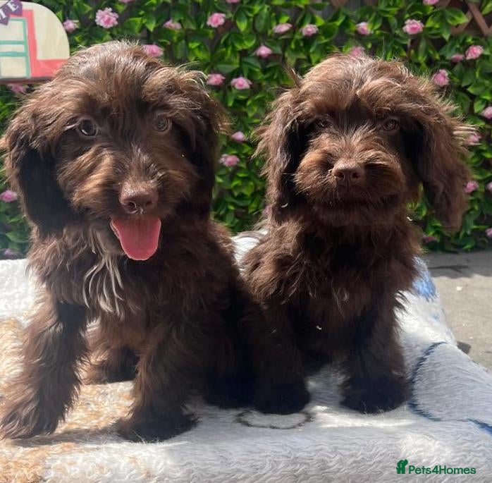 Mixed Breed dogs F1 COCKERPOO FULLY VACCINATED  - Advert 2
