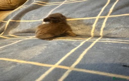 Mini Lion Lop rabbits for sale: Gorgeous lion lop babies  - Image 12