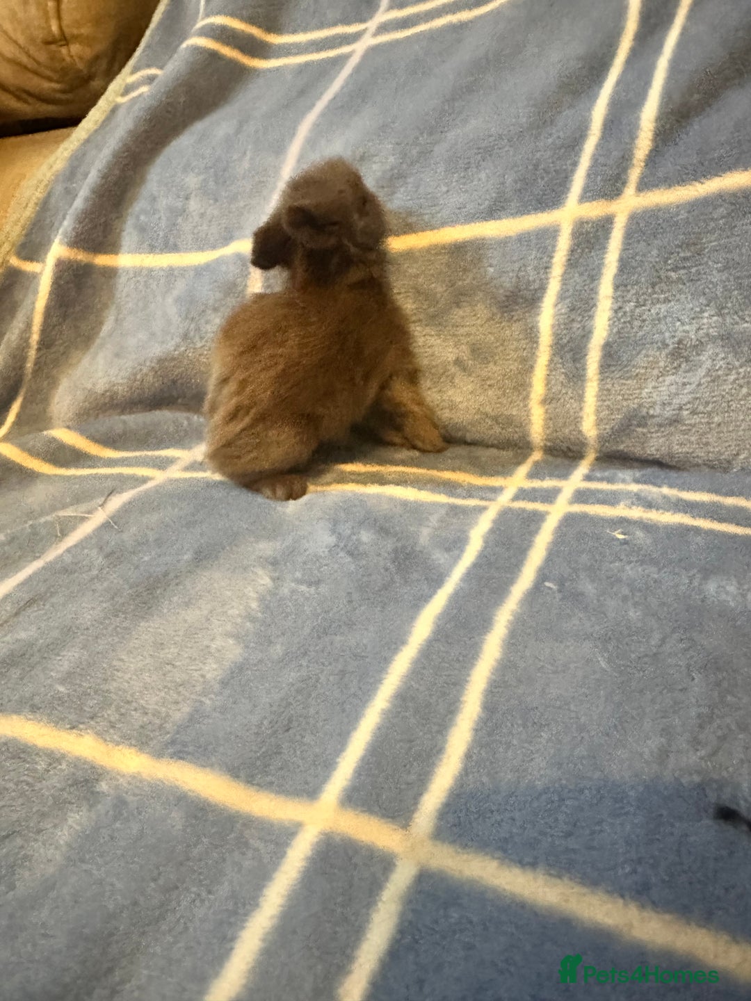 Mini Lion Lop rabbits for sale: Gorgeous lion lop babies  - Image 12