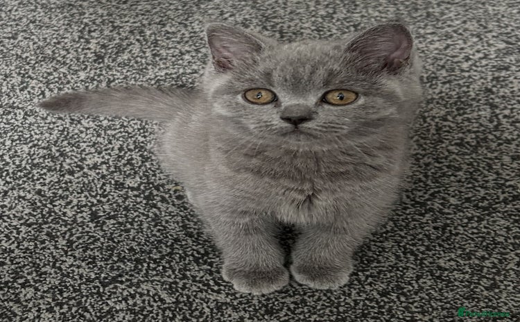 British Shorthair cats - Advert 15