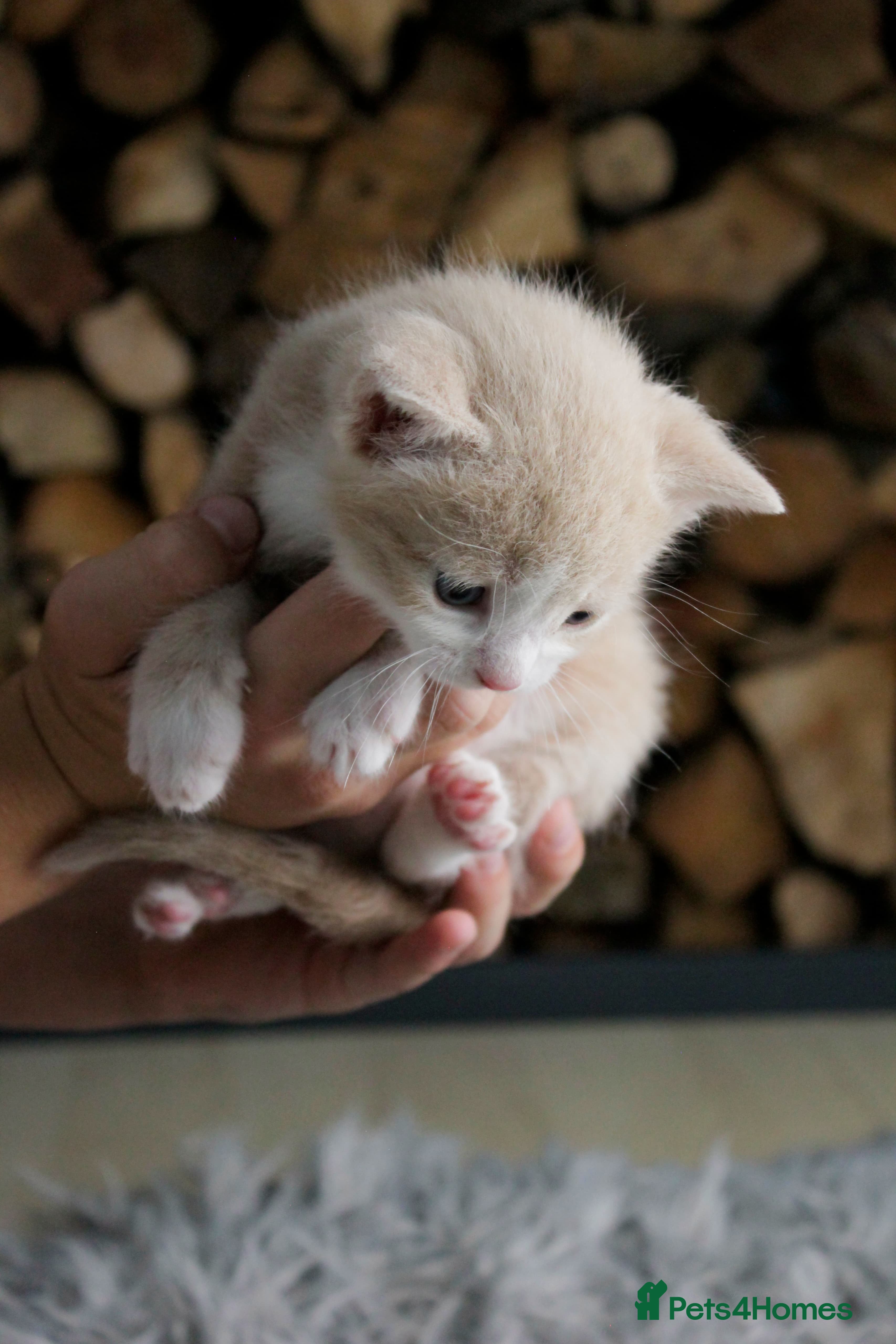 Mixed Breed cats Adorable kitens - Advert 16