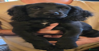 Cocker Spaniel dogs in King's Lynn - Advert 10