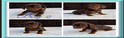 Miniature Dachshund dogs for sale: Dachshund puppies 2 boys 1 girl  - Advert 10