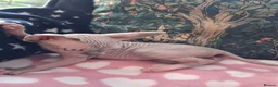 Sphynx cats for sale: Sphynx kittens - Advert 6