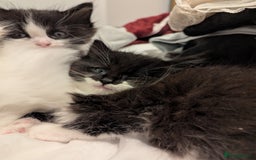 Maine Coon cats for sale: Maine Coon x Ragdoll kittens - Advert 8