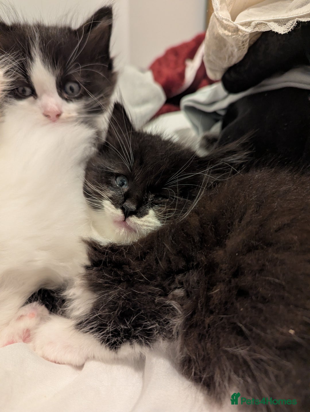 Maine Coon cats for sale: Maine Coon x Ragdoll kittens - Advert 8